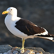 "Kelp Gull" Tsitsikamma, South Africa